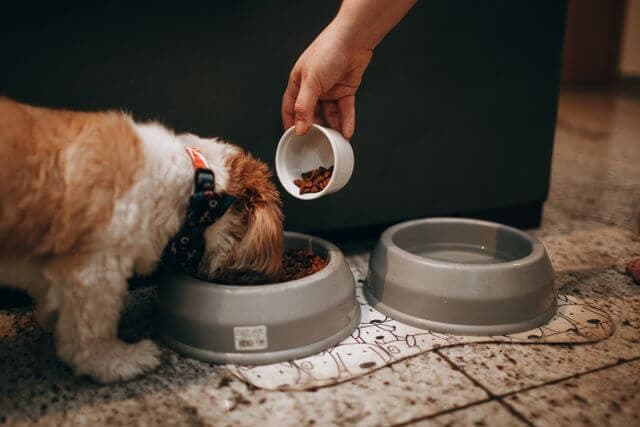 Pet food and everyday feeding supplies