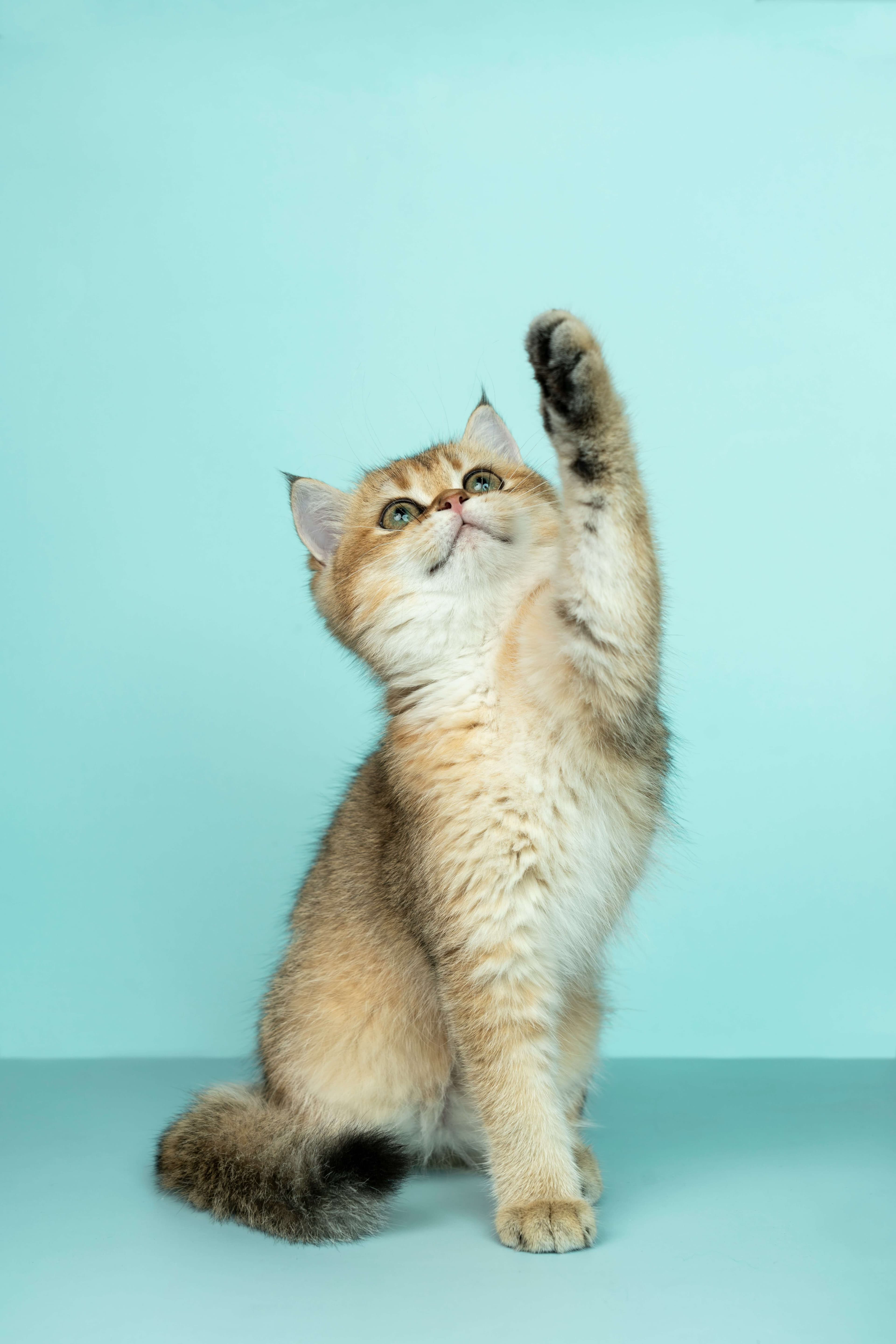 Cat receiving gentle veterinary care