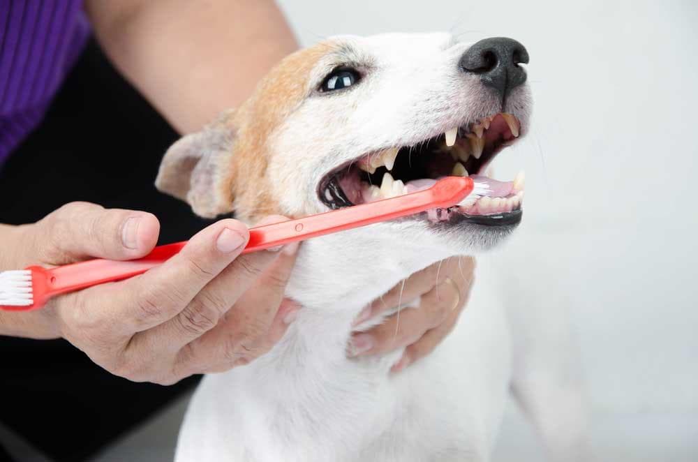 Happy dog representing professional pet dental care
