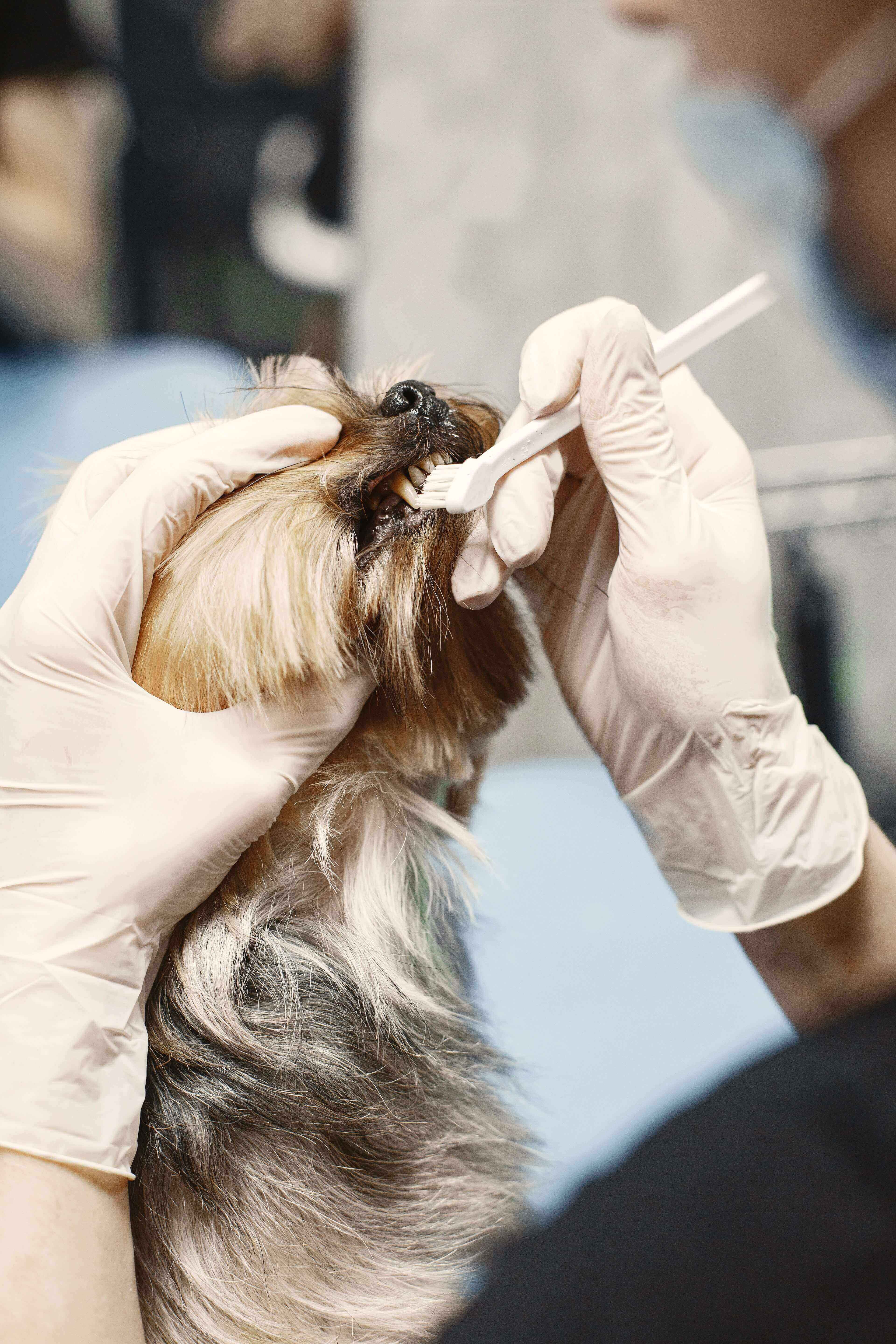 Veterinarian examining a cat's teeth during a dental check-up