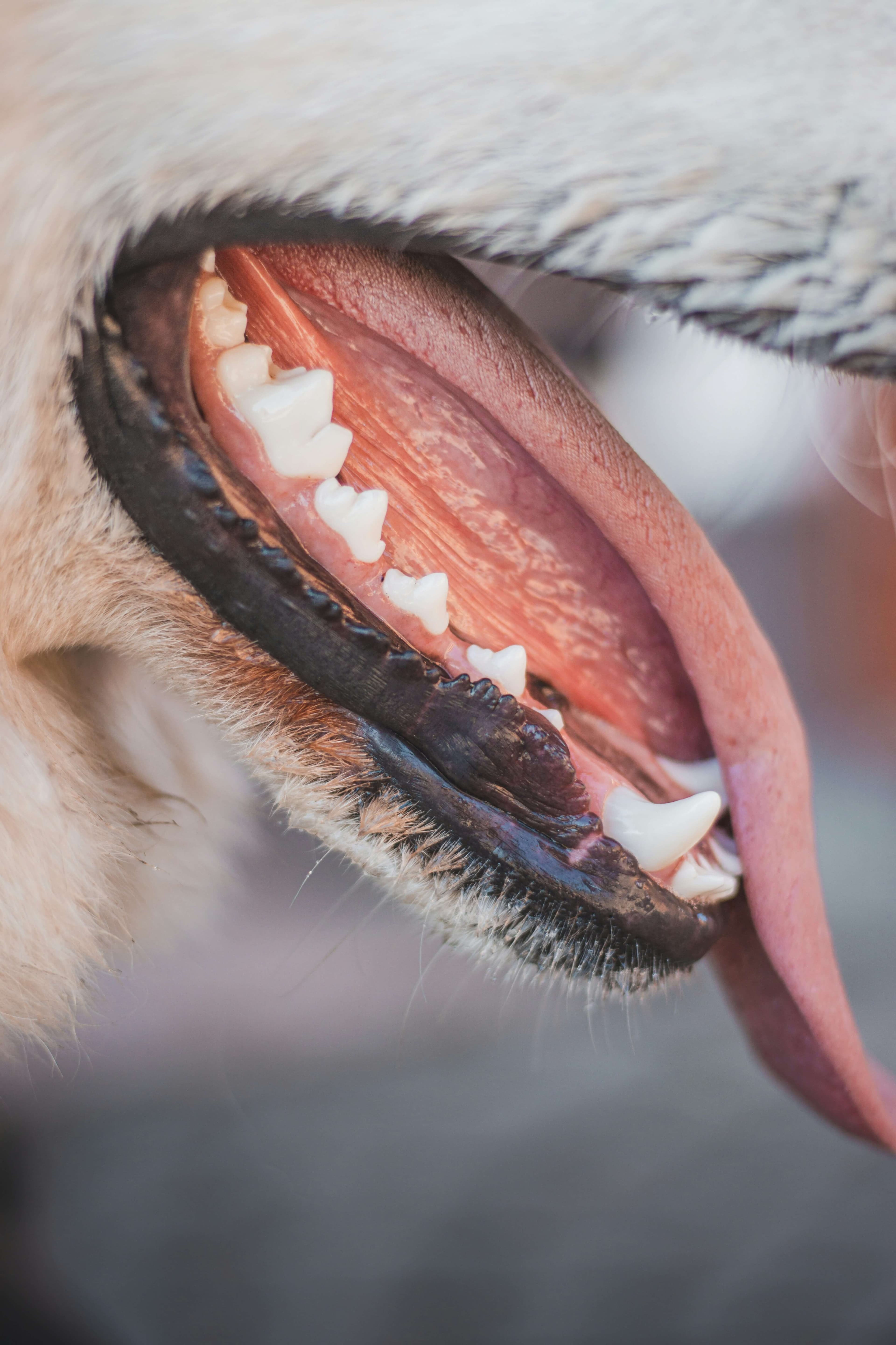 Veterinary dental care and pet teeth cleaning for dogs and cats in Mohali