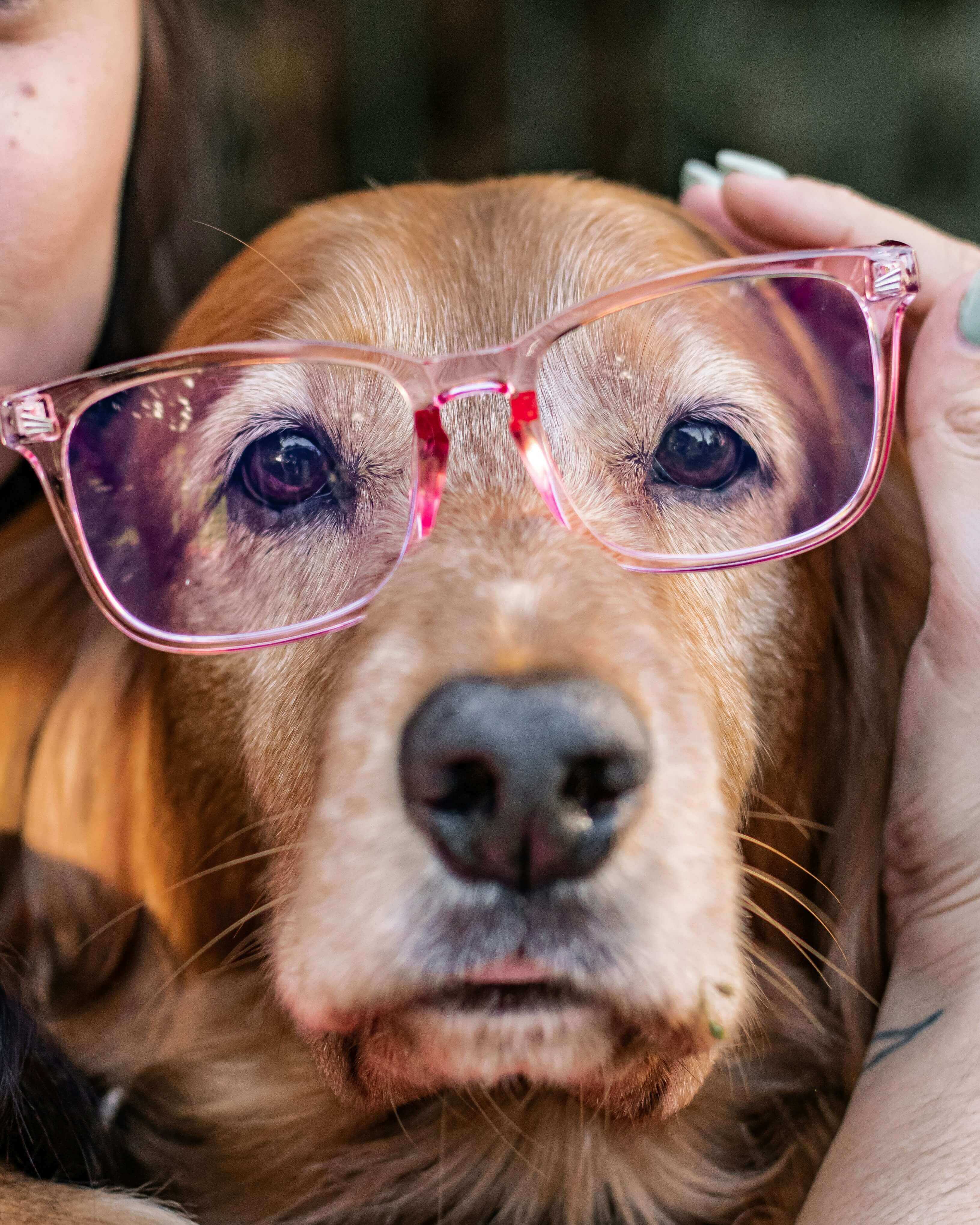 Veterinary eye surgery and eye care for dogs and cats at GreenCoatVets in Mohali