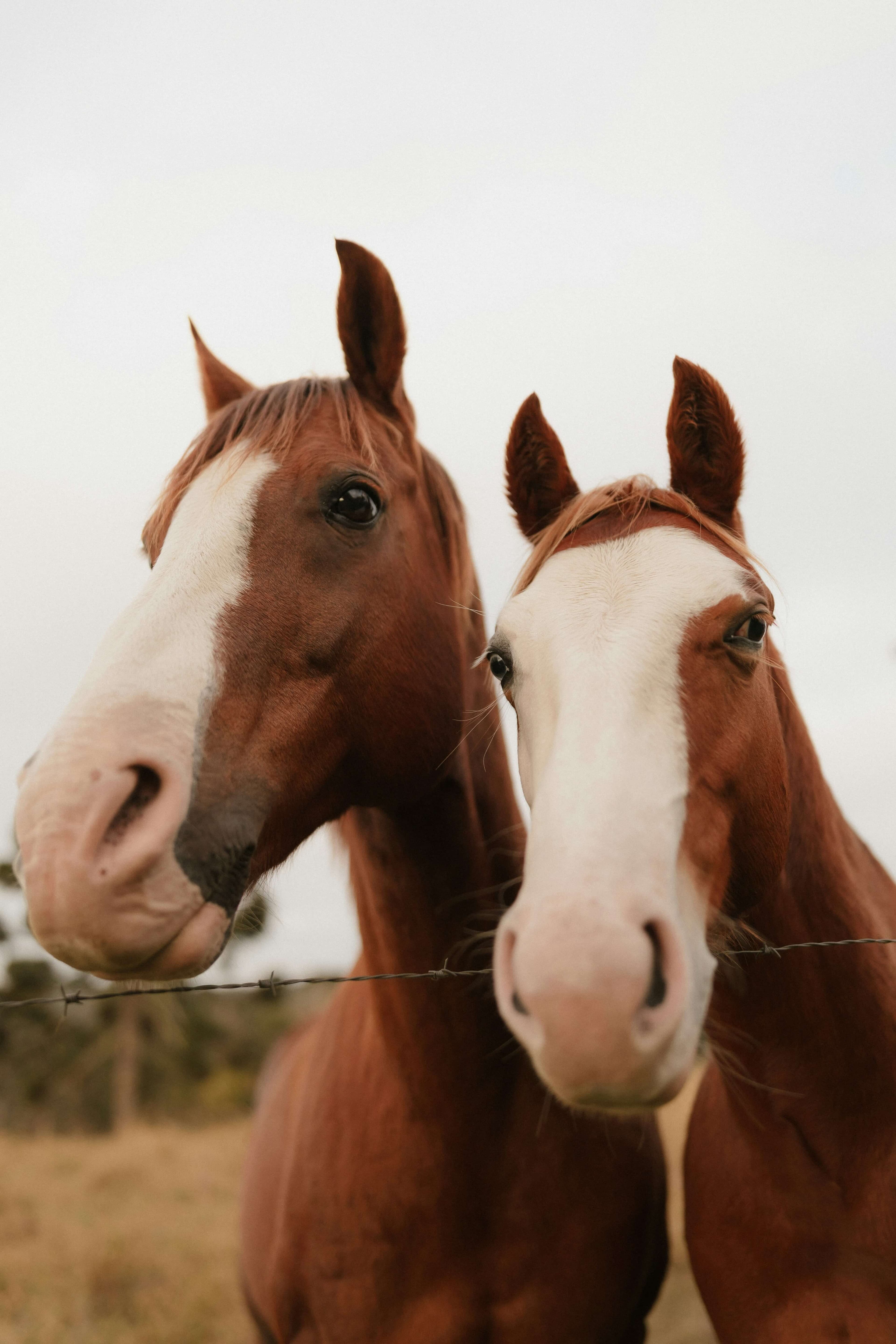 Horse representing equine veterinary care at GreenCoatVets