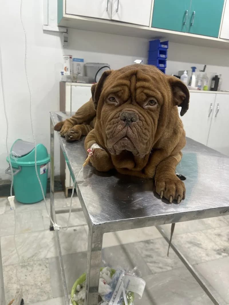Veterinarian examining a dog receiving orthopedic fracture care