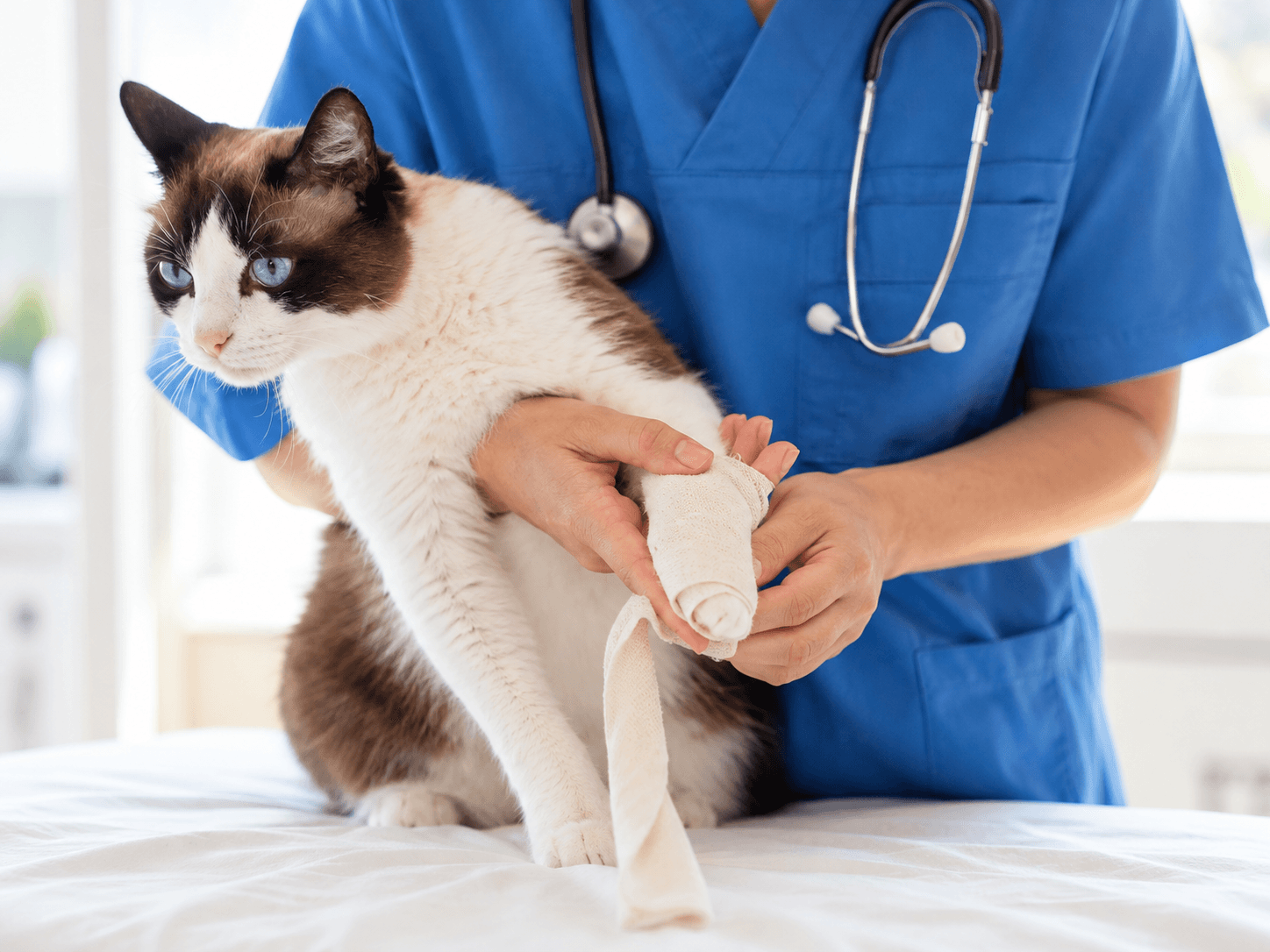 Cat receiving attentive veterinary assessment in a clinic