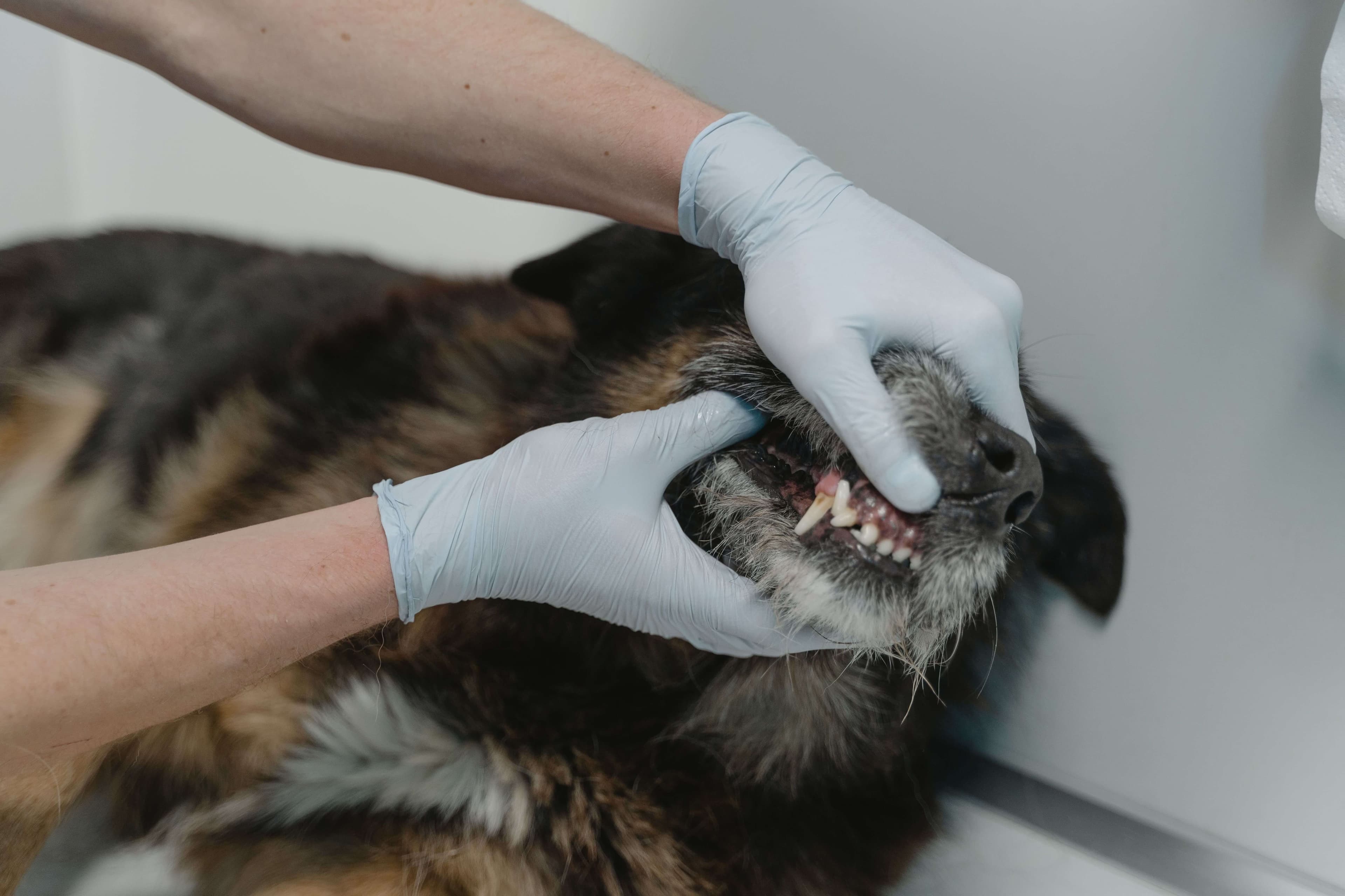 Dog receiving a veterinary dental examination