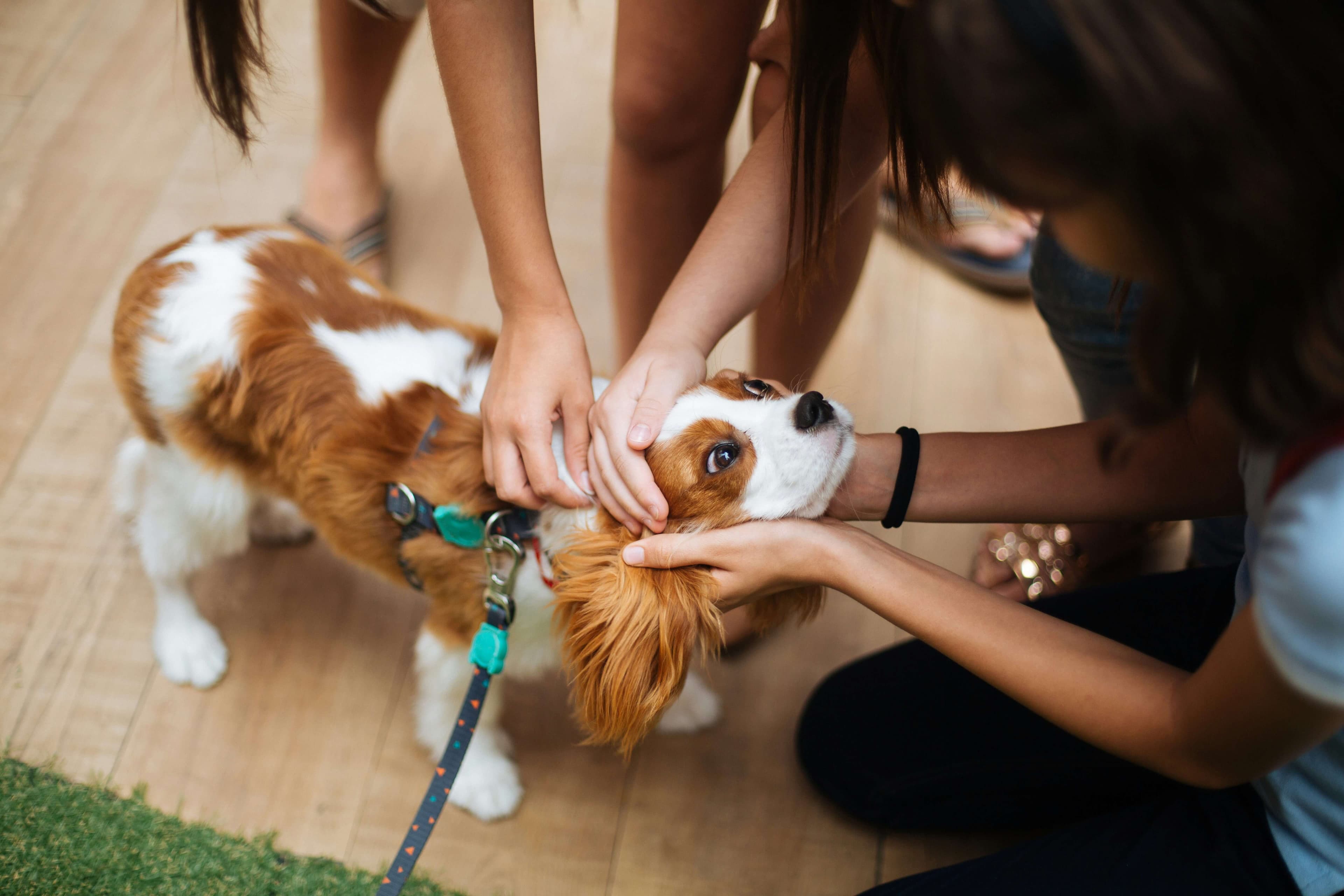 Veterinarian examining a dog's eyes during a veterinary consultation