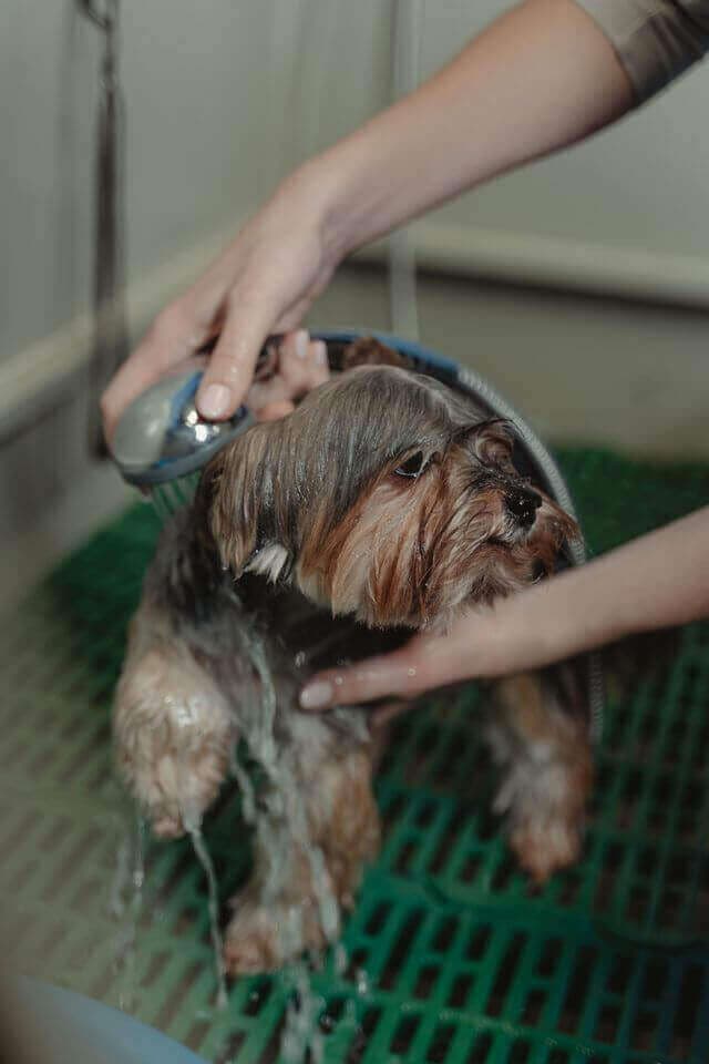 Pet being groomed at GreenCoatVets veterinary hospital in Mohali