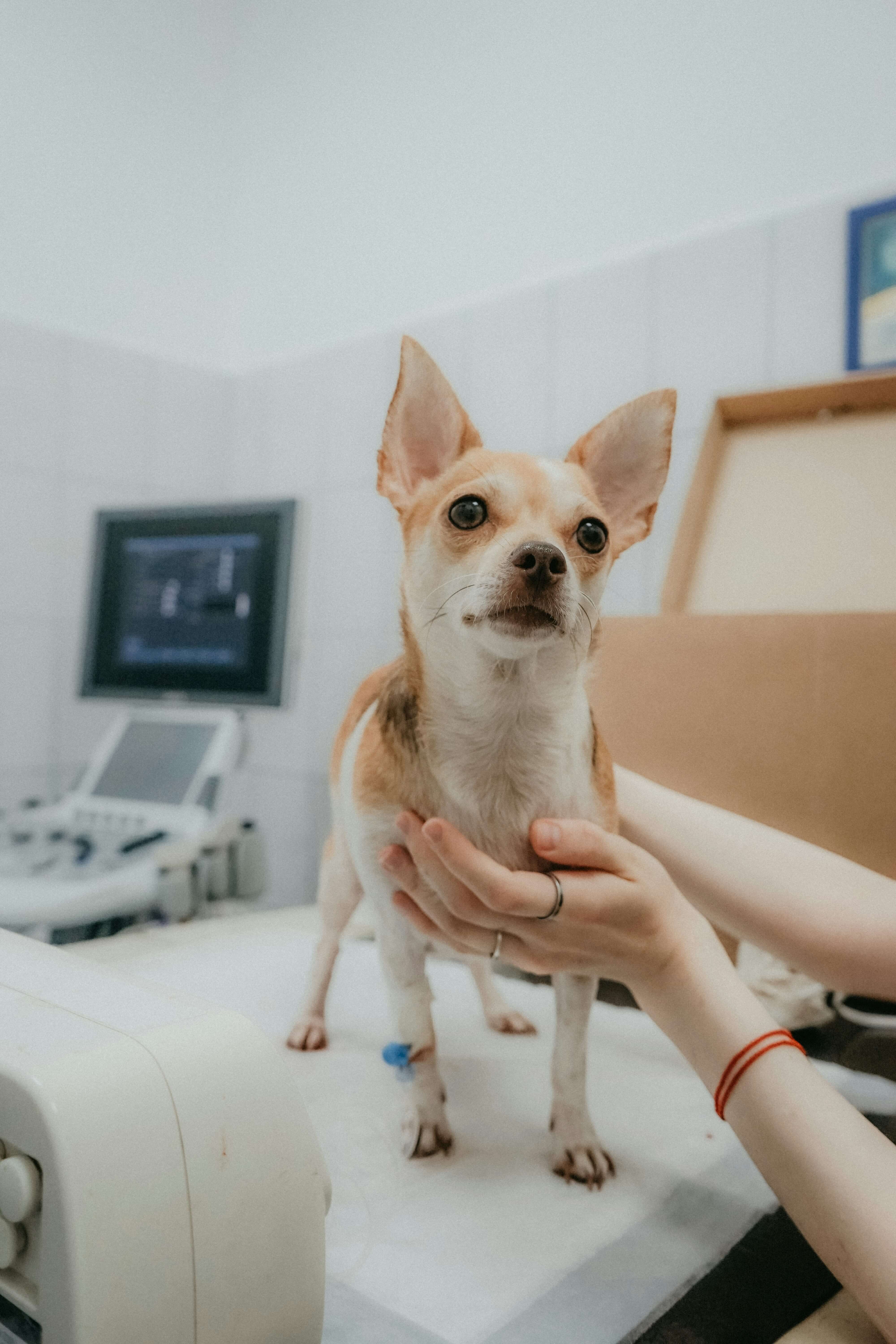 Dog receiving veterinary care as part of a spay and neuter consultation