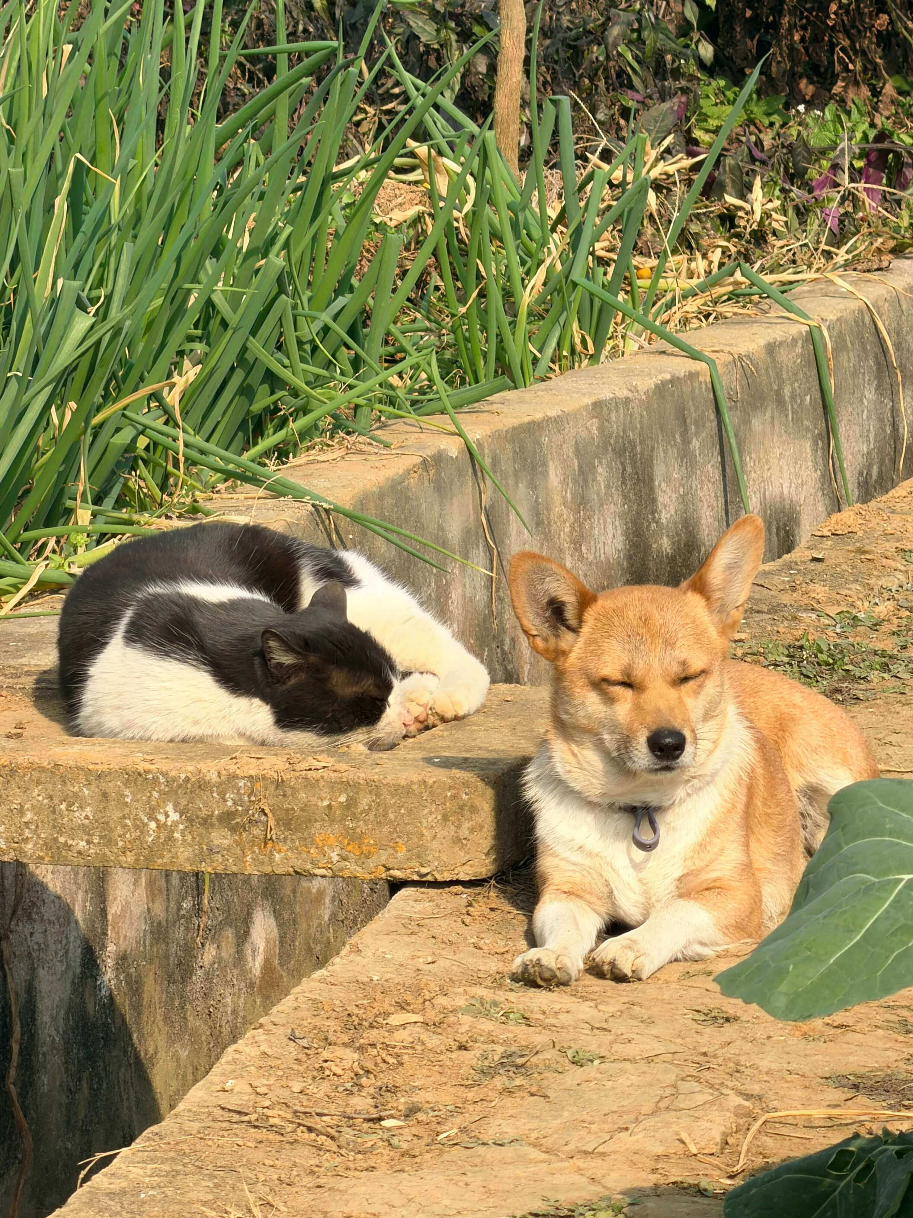 Happy dog and cat representing caring pet healthcare