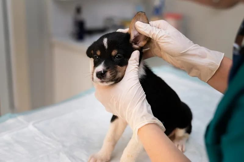 Veterinarian preparing a vaccination for a pet at GreenCoatVets pet vaccination clinic in Mohali
