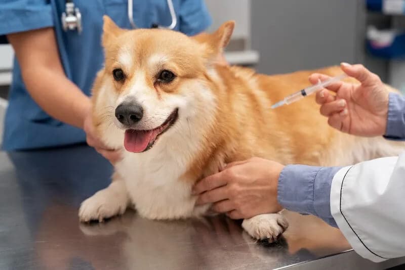 Cat receiving careful veterinary orthopedic assessment