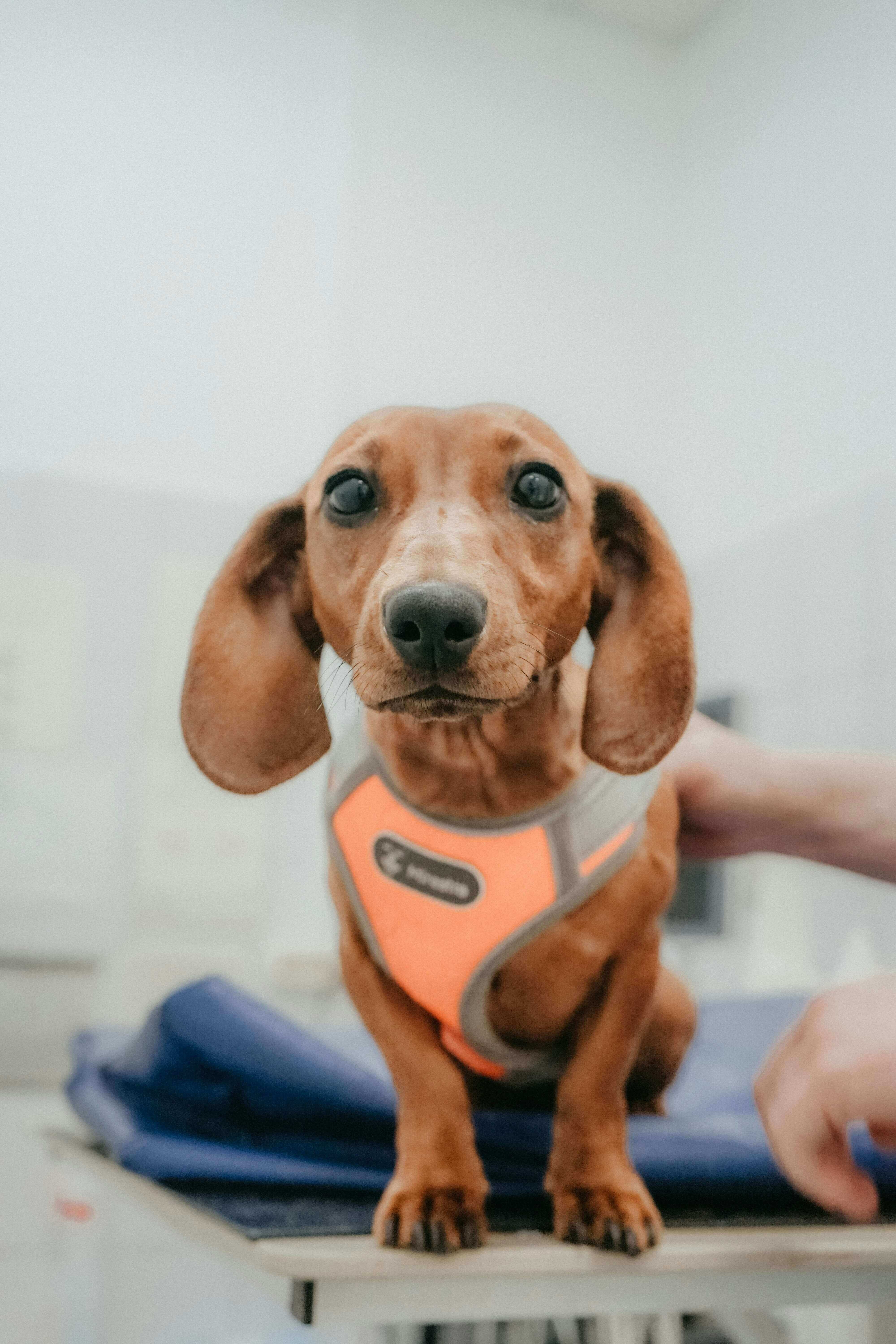Veterinary X-ray equipment used to investigate pet health concerns